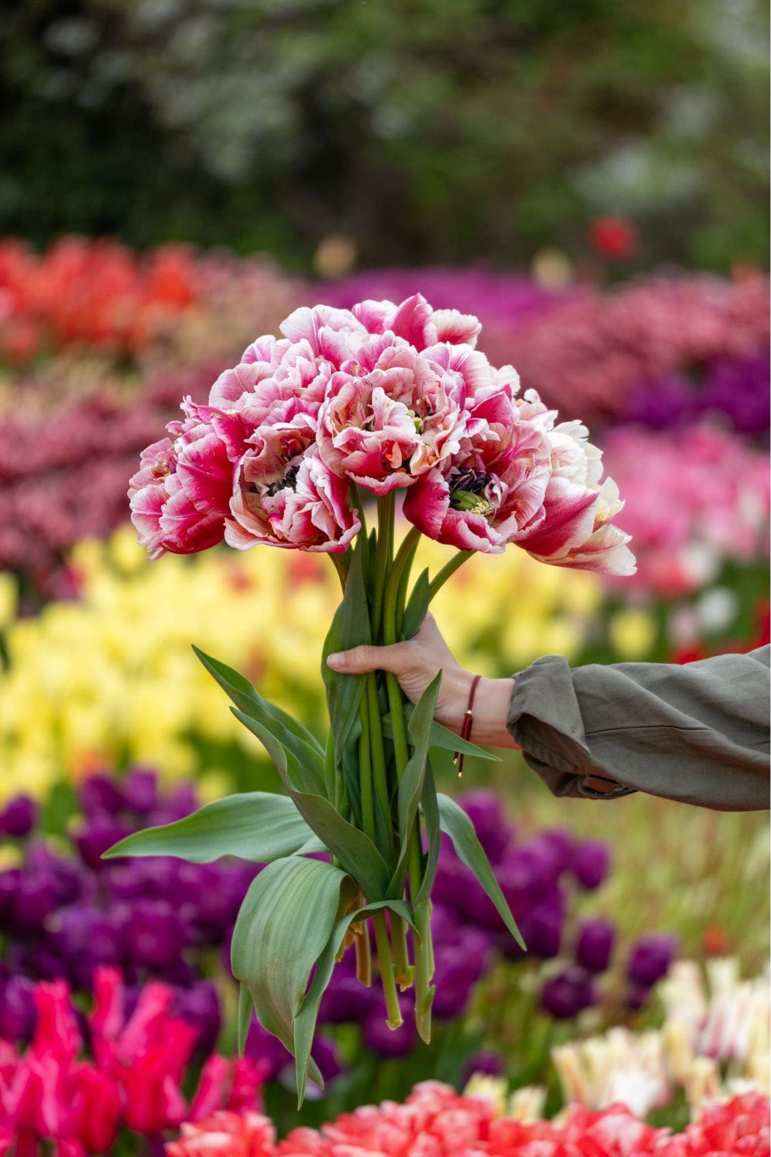 Tulppaani 'Verona Sunrise'